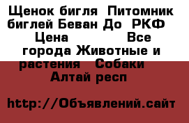 Щенок бигля. Питомник биглей Беван-До (РКФ) › Цена ­ 20 000 - Все города Животные и растения » Собаки   . Алтай респ.